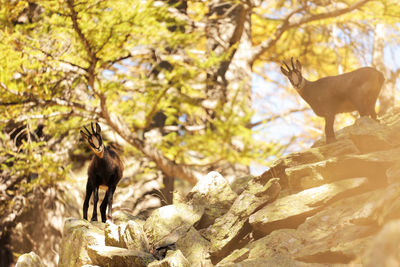 View of a cat on rock