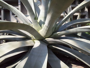 Close-up of plants