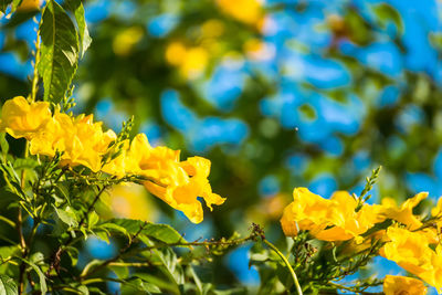 Close-up of yellow flowering plant