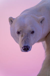 Close-up of male polar bear glancing back