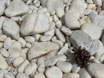 High angle view of dried pine cone on pebbles