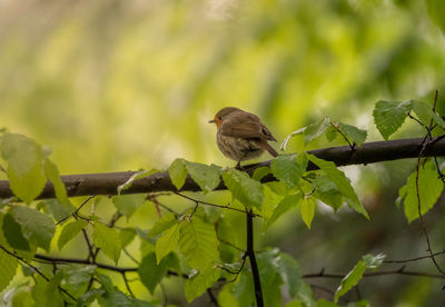 Bird perching on a branch