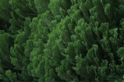 Full frame shot of pine trees