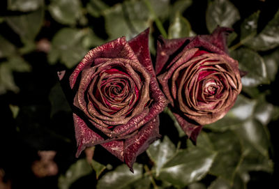 Close-up of wilted roses during sunny day