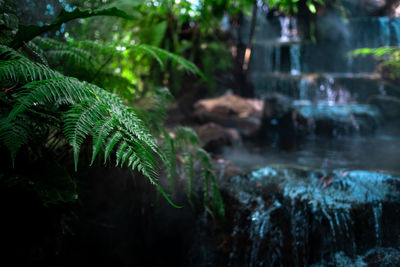 Close-up of fern by trees in forest