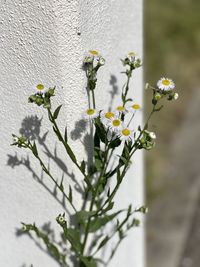 Close-up of flowering plant against wall