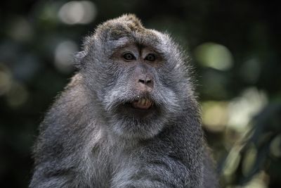 Close-up of monkey looking away