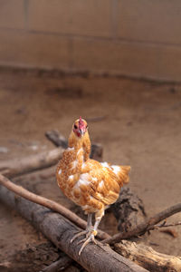 Close-up of chicken on field