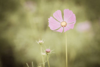 Close-up of pink cosmos flower