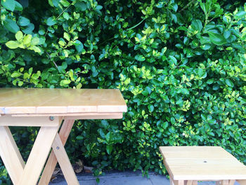 Plants against wooden wall