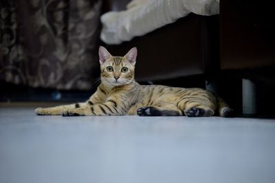 Portrait of cat sitting on floor