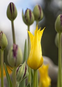 Close-up of yellow tulip