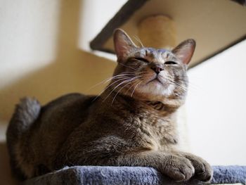 Close-up of cat at home