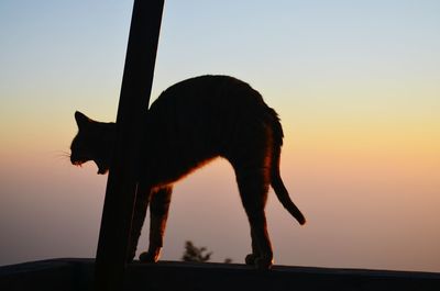 View of an animal at sunset