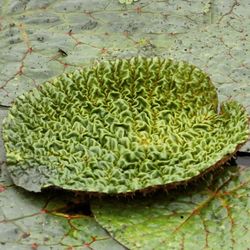 Close-up of plants