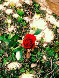 Close-up of red rose