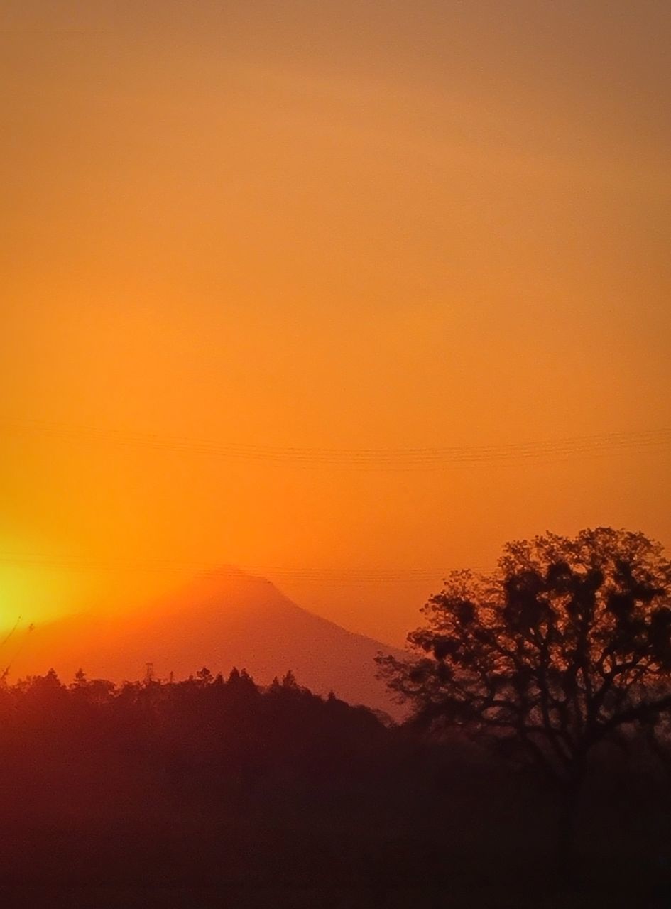 SILHOUETTE TREES AGAINST ORANGE SKY