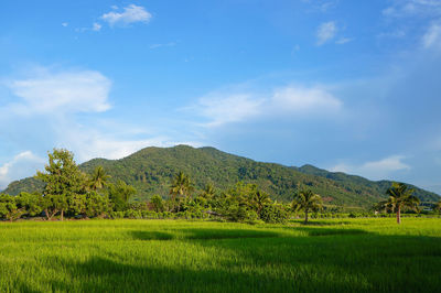 Landscape view of green mountains, blue sky and beautiful nature background