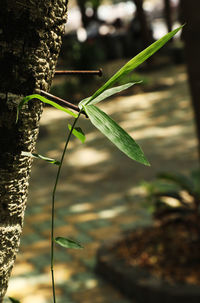 Close-up of insect on leaf