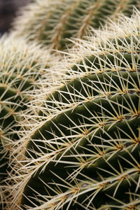 Close-up of succulent plant