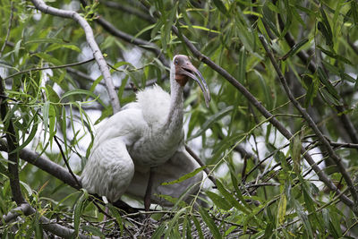 Bird perching on tree trunk