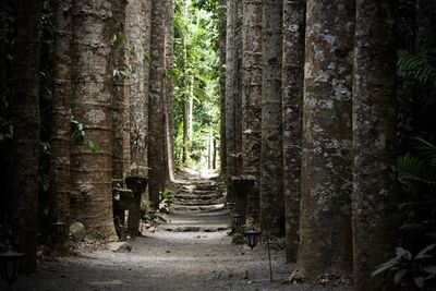 Man walking amidst trees in forest