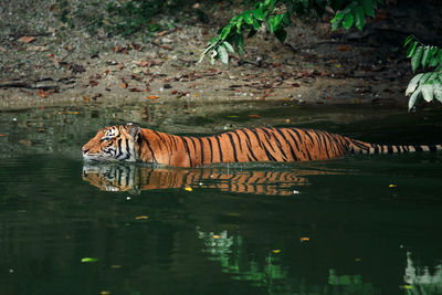 Tiger swimming in lake