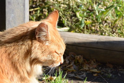 Close-up of a cat