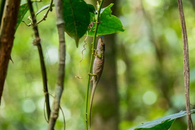 Close-up of lizard on plant