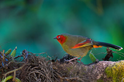 Close-up of a bird perching on branch
