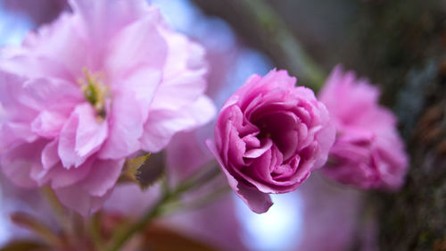 Close-up of pink flowers