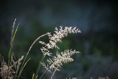 A beautiful, green grass full of morning dew. natural freshness in spring.