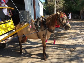 Horse cart on ground