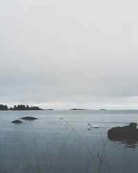 Birds swimming in sea against sky