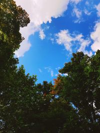 Low angle view of trees in forest against sky