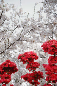 Close-up of cherry blossom during winter