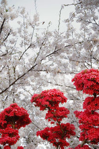 Close-up of cherry blossom during winter