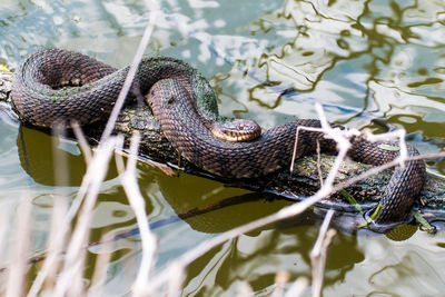 Close-up of snake