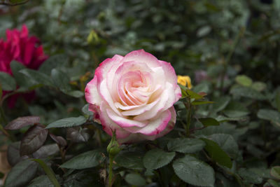 Close-up of pink rose