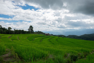 Scenic view of agricultural field against sky