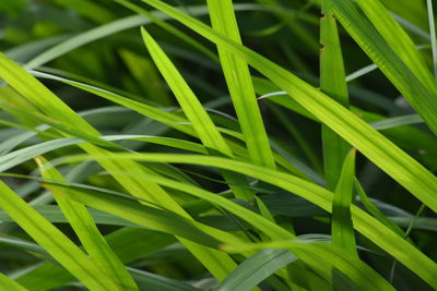 Close-up of leaves