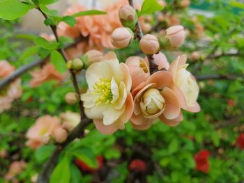 Close-up of white flowering plant