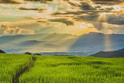 Scenic view of rice field against sky during sunset