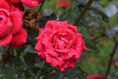 Close-up of wet pink rose