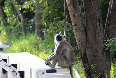 Lion sitting on tree trunk in forest