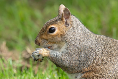 Close up of an eastern gray squrrel eating a nut