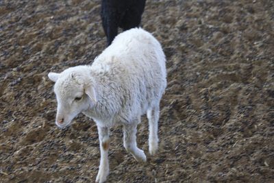 Sheep standing in a field