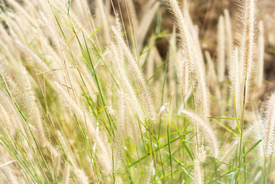 Close-up of wheat growing on field