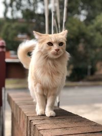 Portrait of cat standing outdoors