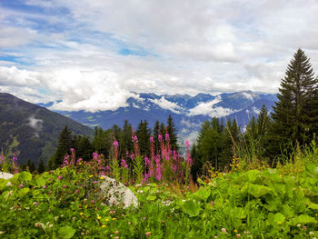 Beautiful landscape in the mountains with pink flowers and cloudy sky in luesen, south tyrol, italy.